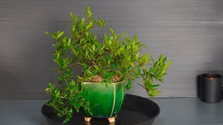 Gardenia bonsai from air layer [upl. by Esmeralda]