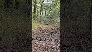 Why do I see more turkeys during deer season than turkey season sports hunting turkeyhunter [upl. by Valentin]