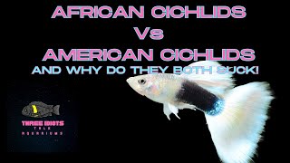 African vs American Cichlids Are They Just Dumb Fish Episode 84 [upl. by Collin734]