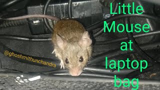 Little 🐁 in Laptop bag [upl. by Enivid]