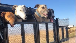 Double Coyote Catch With Dogs [upl. by Leahcimed]