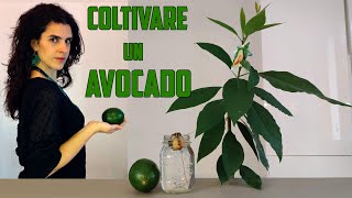 🥑➡🌱 COLTIVARE LAVOCADO dal frutto alla pianta [upl. by Maltzman]