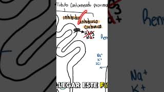 Farmacología del Riñón Diuréticos Inhibidores de la Anhidrasa Carbónica 💊 [upl. by Plume]