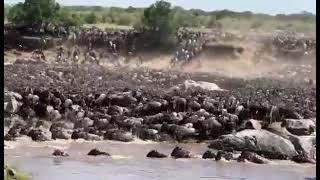 Wildebeest Migration  Mara River Crossing  Tanzania amp Kenya [upl. by Warton]