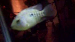 Texas Cichlid vs Goldfish [upl. by Anirok276]