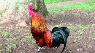 Rooster Crowing In the Morning  Rooster Crowing Sounds Effect [upl. by Claudine860]