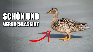 Wenn sie seltener wäre wäre sie unser Lieblingsvogel [upl. by Cassondra]