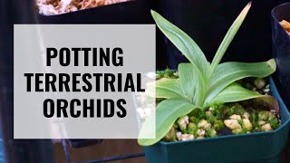 Potting Terrestrial Orchids  Habenaria Ponerorchis Nervilia and Corybas  ORCHID CARE [upl. by Catarina396]