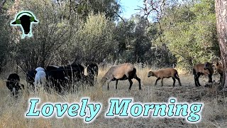 Enjoy the Ewes and Babies Eating Breakfast [upl. by Kimball]