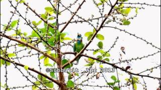 Blue Throated Barbet calling [upl. by Stephan]