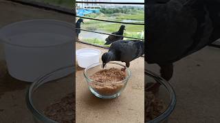 Birds Feeding ASMR birds pigeon shorts [upl. by Naashar]