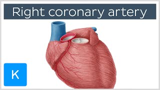 Right Coronary Artery Function  Human Anatomy  Kenhub [upl. by Dredi]