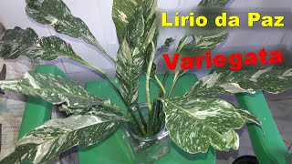 Planta Lírio da Paz Variegata como cuidar do lirio da paz variegata gosta de sol ou sombra [upl. by Lenoil]