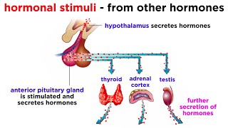 The Endocrine System [upl. by Abbotsun]