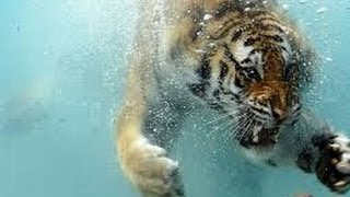 Bengal Tiger Kill Amazing  FULL DOCUMENTARY animals nature NEW 2014 [upl. by Ahsemo748]