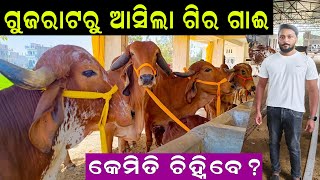 ଗୁଜରାଟରୁ ଆସିଲା ଗିର ଗାଈ  How to start Gir Cow Farm in Odisha EfarmingOdisha [upl. by Ardek]