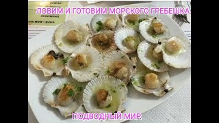 гребешок морской Ловля гребешка в приморье Жизнь в приморье Как ловить гребешка [upl. by Ariay747]