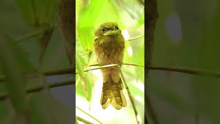 Frogmouth Not an owl but nocturnal wildlife birds [upl. by Sussi696]