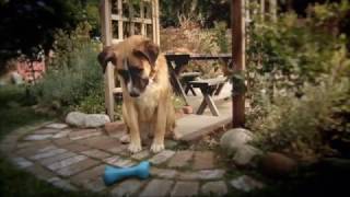 Pedigree DentaStix Commercial 2016 [upl. by Nnairahs]