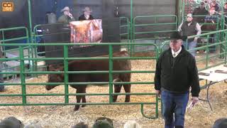 Sixs Shorthorns Legends of the Fall Sale Waynesburg PAOct27120222mp4 [upl. by Pinchas]