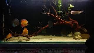 keeping SILVER AROWANA with DISCUS  100G tank update [upl. by Nolahc574]