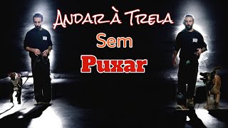 Exercícios para cães que puxam na trela [upl. by Edmonda]