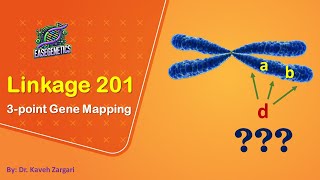 Linkage 201 3point Gene Mapping [upl. by Feledy]