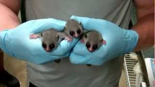 TRIPLETS Fattailed Dwarf Lemur Infants  Duke Lemur Center [upl. by Kcirrek]