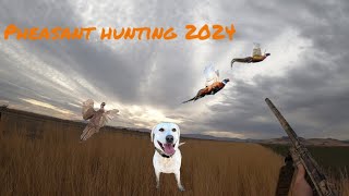 2024 pheasant hunt with Pheasant Grove Hunting Club [upl. by Zuleika]