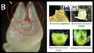 10  Cultura de meristemas  Técnica [upl. by Alleuqahs]