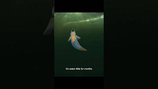 Sea Angels Ancient Creature in Deep Ocean 😨 ytshorts ocean [upl. by Rengia]