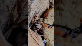 TARANTULA HAWK WASP VS DESERT TARANTULA SHORT [upl. by Belter206]