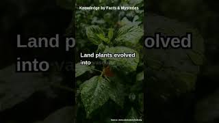 The Evolution of Land Plants From Water to Land [upl. by Erbma]