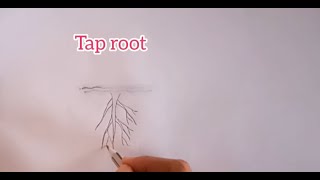 Types of roots [upl. by Arata]