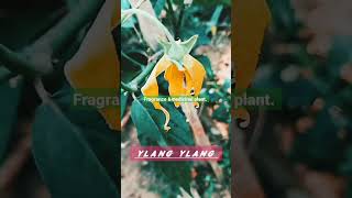 ylang plant ylang fragranceylang medicinal plantylang flower plant [upl. by Neelra]