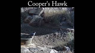 Coopers hawk takes off from tank with slow motion wildlife nature hawk [upl. by Sutherland591]