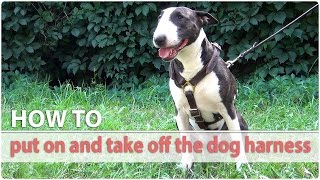 How to put on and take off the dog harness  Quick Tutorial [upl. by Ahsets]