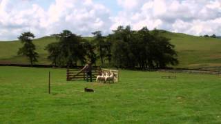 Scottish Sheepdog Trial Ashintully Estate Near Kirkmichael Strathardle Scotland [upl. by Ahcsas]