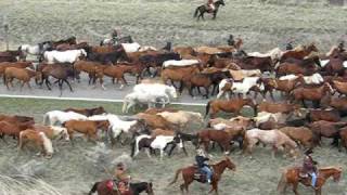 Montana Horses in Three Forks MT 25Apr09 [upl. by Nesral948]