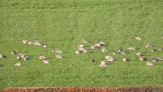 Pinkfooted Geese amp Whooper Swans  Slamanan  16112024 [upl. by Klemens]