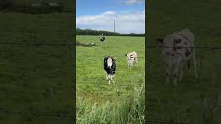 Northern Ireland cattle well taken care off [upl. by Ynaffet]