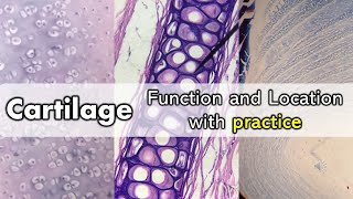 Cartilage  Function and Location with Quiz [upl. by Iridissa888]