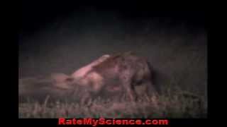 Lion cripples hyena to death out of hate Rate My Science [upl. by Jozef]