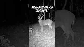 Which buck are you tagging deer deerhunting whitetailbucks bucks music shorts bowhunting [upl. by Also]