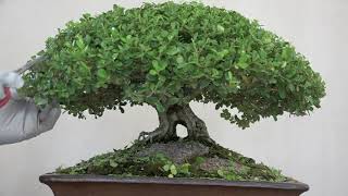 Trimming a Canopy Style Boxwood Bonsai April 2024 [upl. by Ottilie]