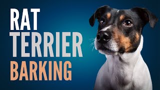 Rat Terrier Barking When You Let A Rat Terrier Bark For 1 Minutes [upl. by Byler]