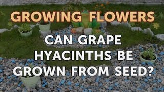 Can Grape Hyacinths Be Grown From Seed [upl. by Agatha]