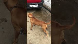 apbt zimmy  game masti  apbt dog [upl. by Hnad]