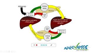 biologia  insulina e glucagon [upl. by Auhso]