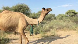 Camel walking on road Desert Camel Runig Video [upl. by Arata]